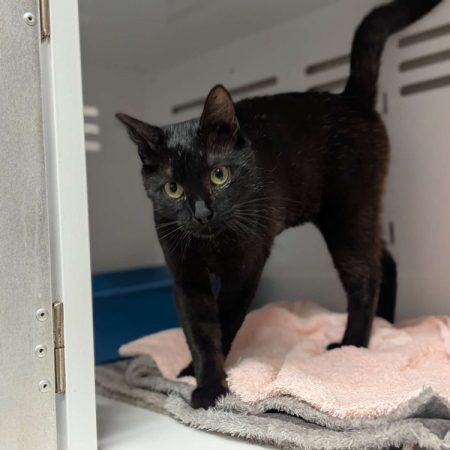 Pimprenelle - Chat Européen à adopter