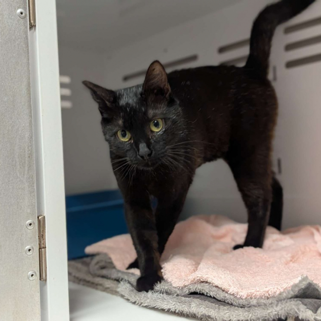 Pimprenelle - Chat Européen à adopter