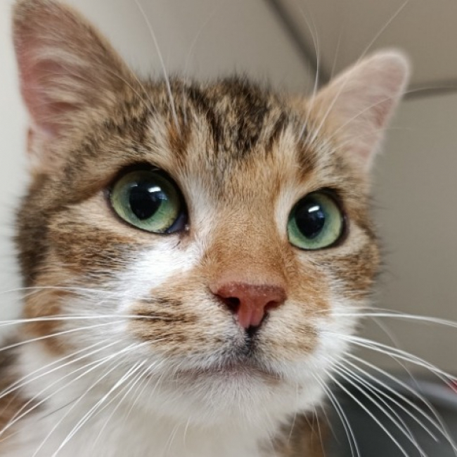 Bria - Chat à adopter