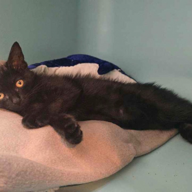 Horus - Chat Européen à adopter