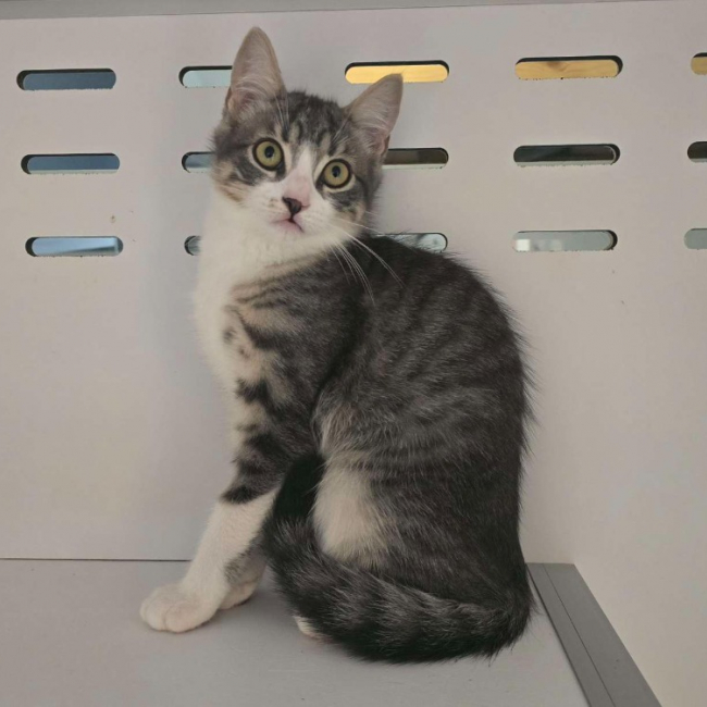 Filou - Chat Européen à adopter
