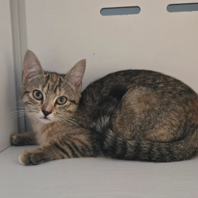 Corail - Chat Européen à adopter