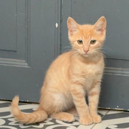 Barty - Chat Européen à adopter