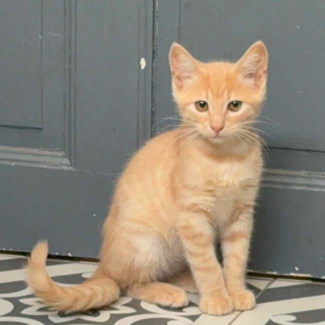 Barty - Chat Européen à adopter