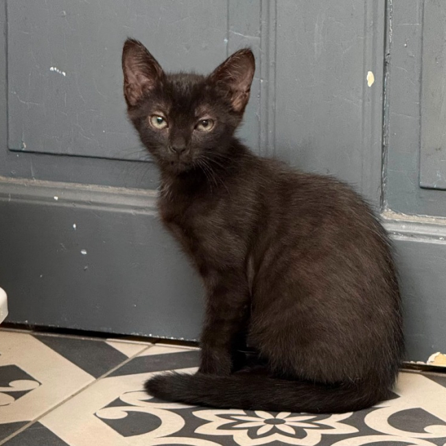 Buck - Chat Européen à adopter