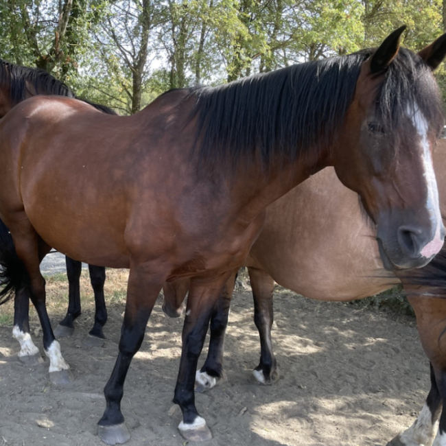 Rocky du bois morel - Equidé Cheval à adopter