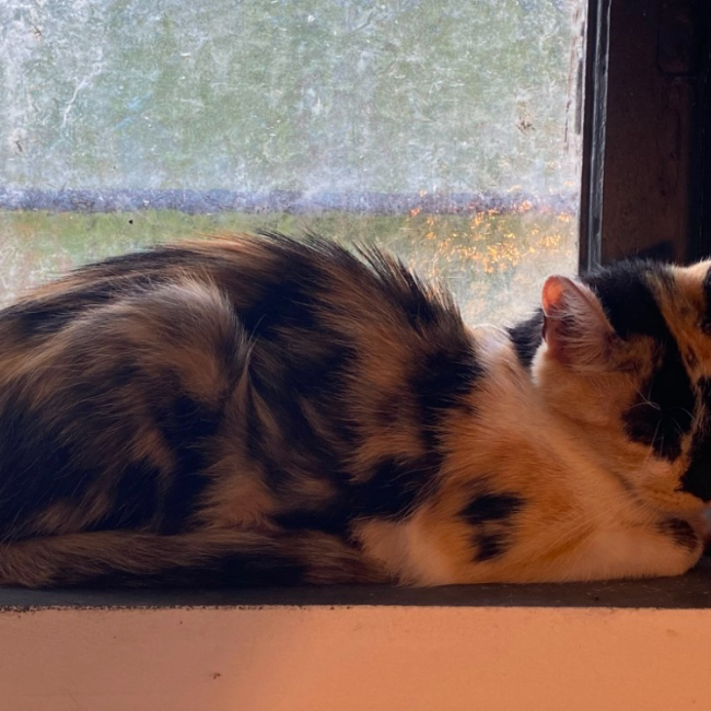 Bellatrix - Chat Européen à adopter