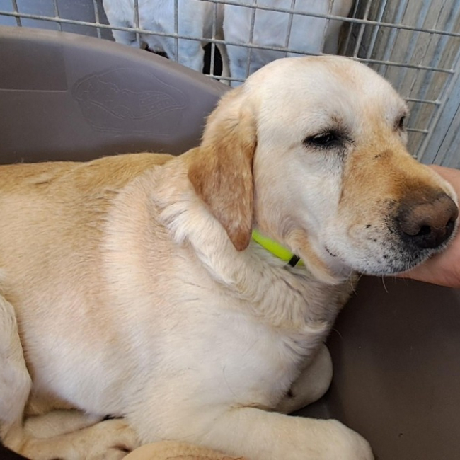 Sasha - Chien à adopter