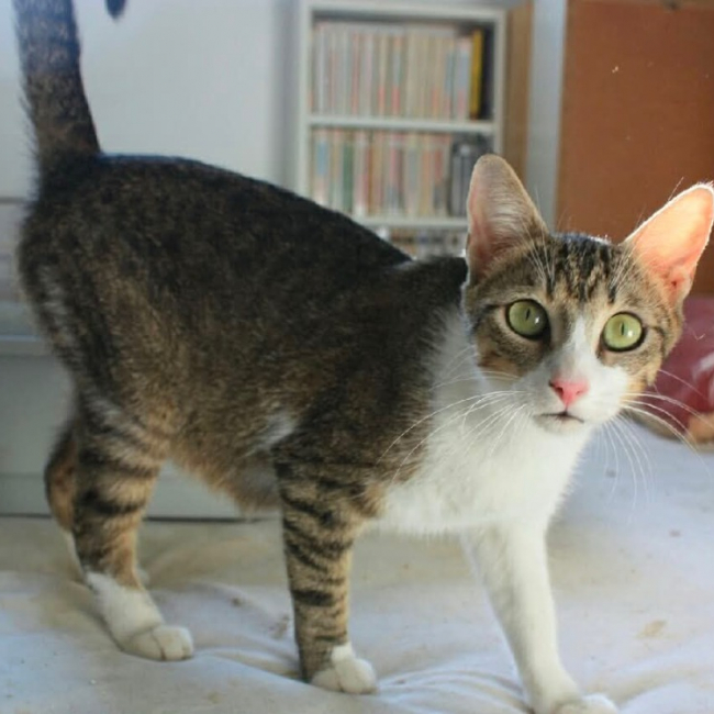 Beline - Chat Européen à adopter