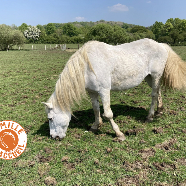 Nais - Equidé Poney à adopter