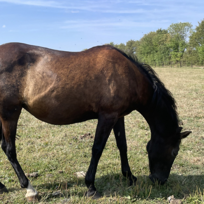 Melchior de laille - Equidé Cheval à adopter