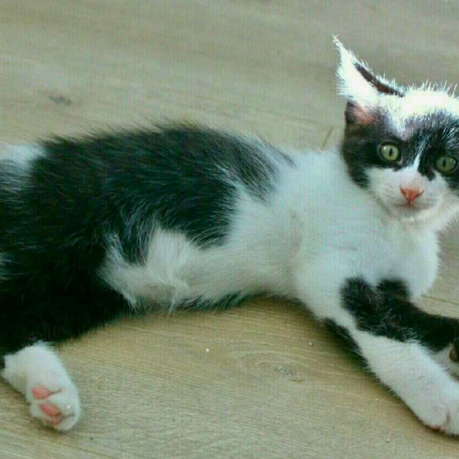 Banana - Chat Européen à adopter