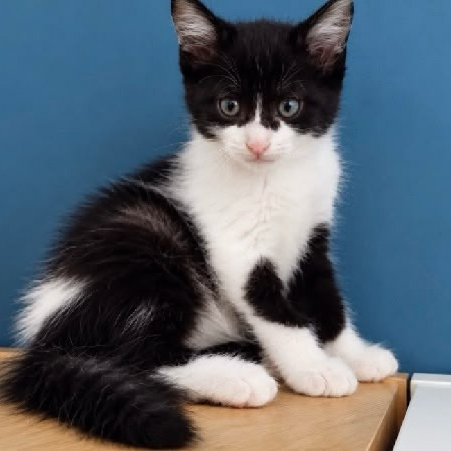 Brownie - Chat Européen à adopter
