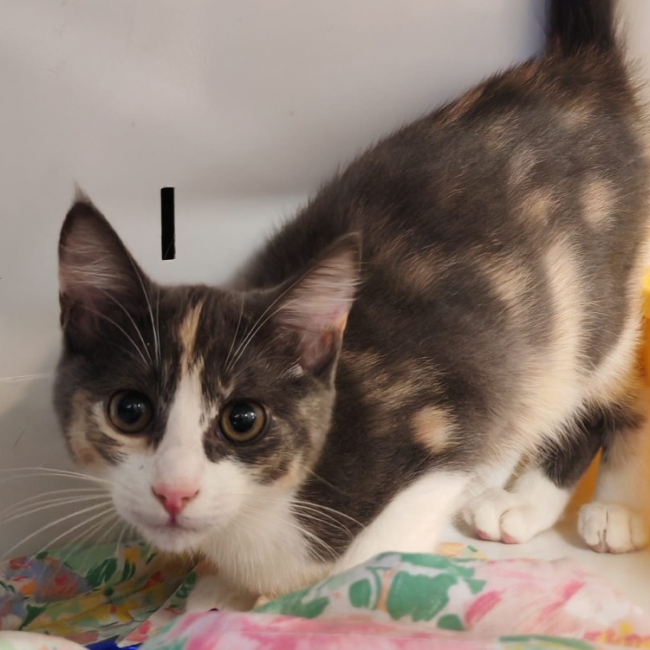 Muffin - Chat Européen à adopter