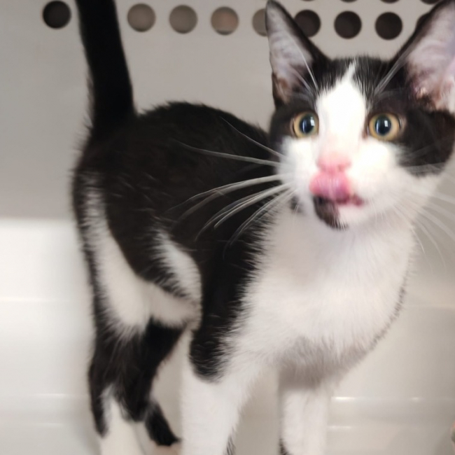 Oreo - Chat Européen à adopter