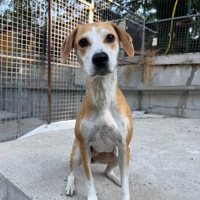 Pink - Chien à adopter