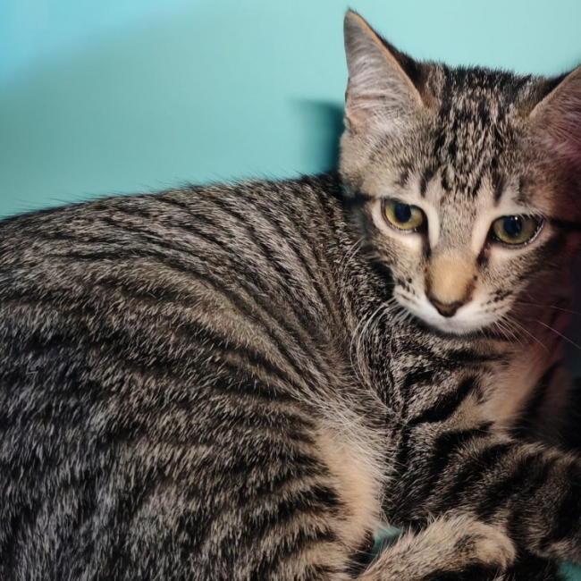 Gouda - Chat Européen à adopter