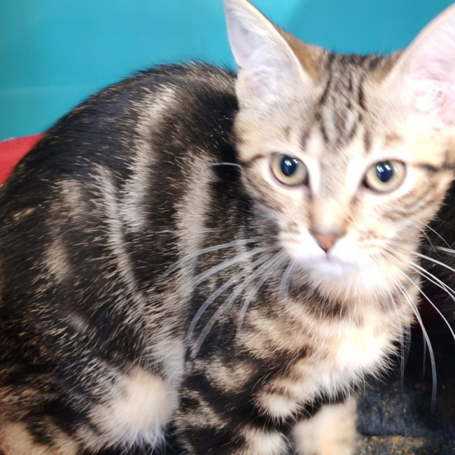 Cantal - Chat Européen à adopter