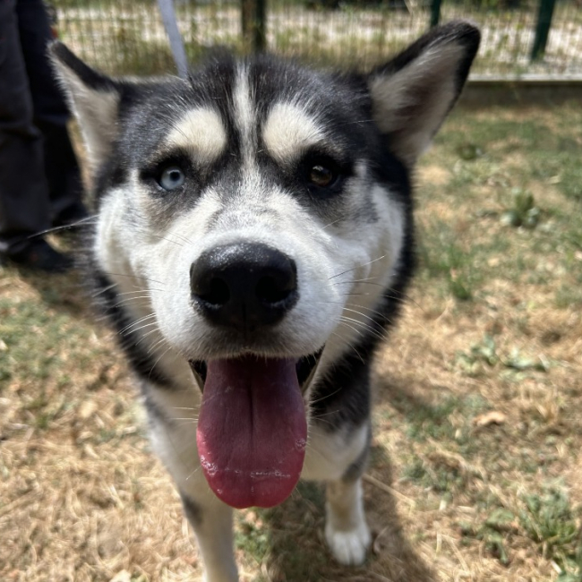 Alto - Chien Husky Sibérien à adopter