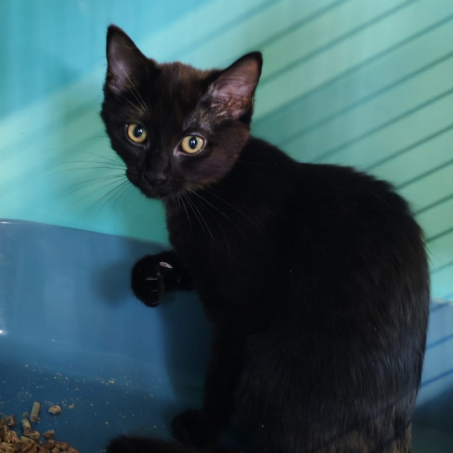 Emmental - Chat Européen à adopter