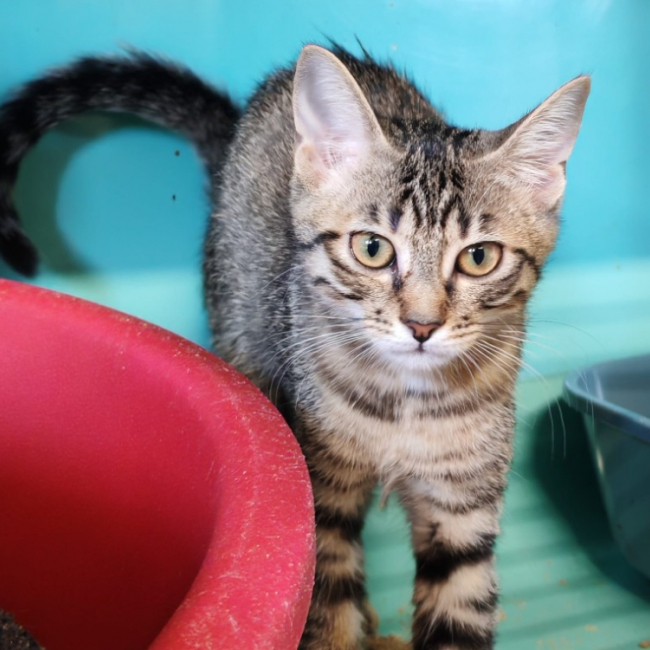 Kiri - Chat Européen à adopter