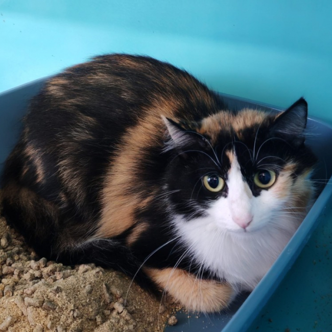 Tamara - Chat Européen à adopter
