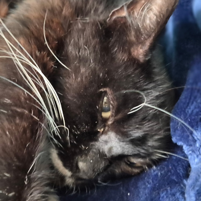 Hope - Chat Européen à adopter