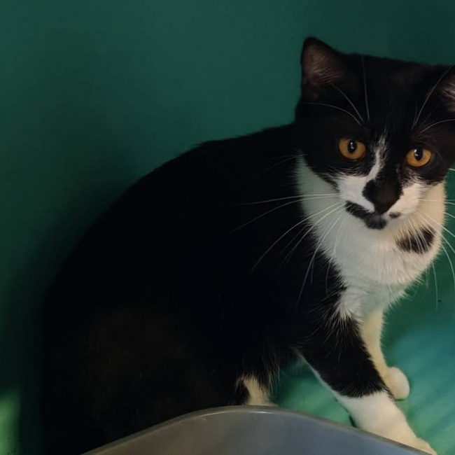 Chatmaille - Chat Européen à adopter
