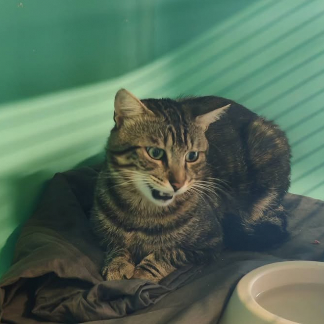 Benito - Chat Européen à adopter
