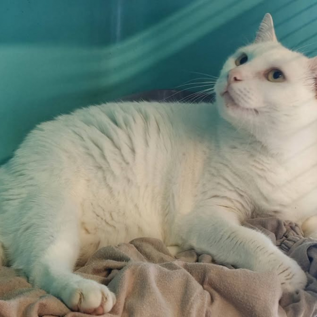 Flocon - Chat Européen à adopter