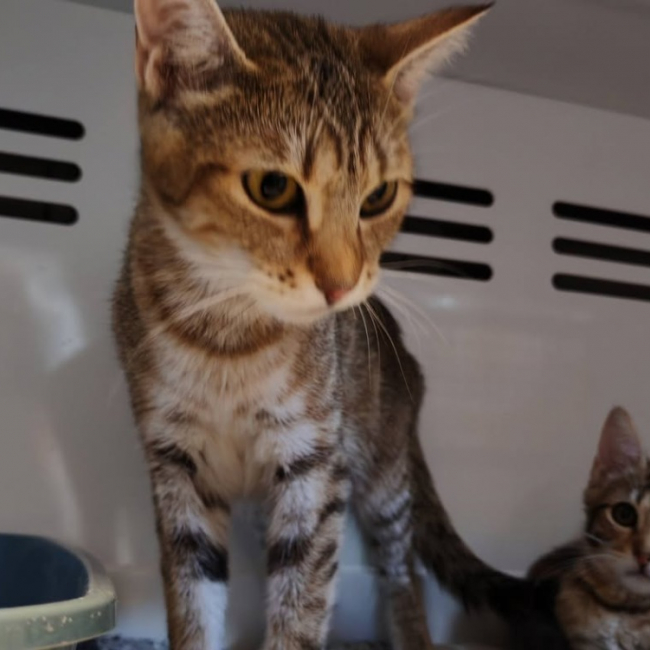 Louna - Chat Européen à adopter