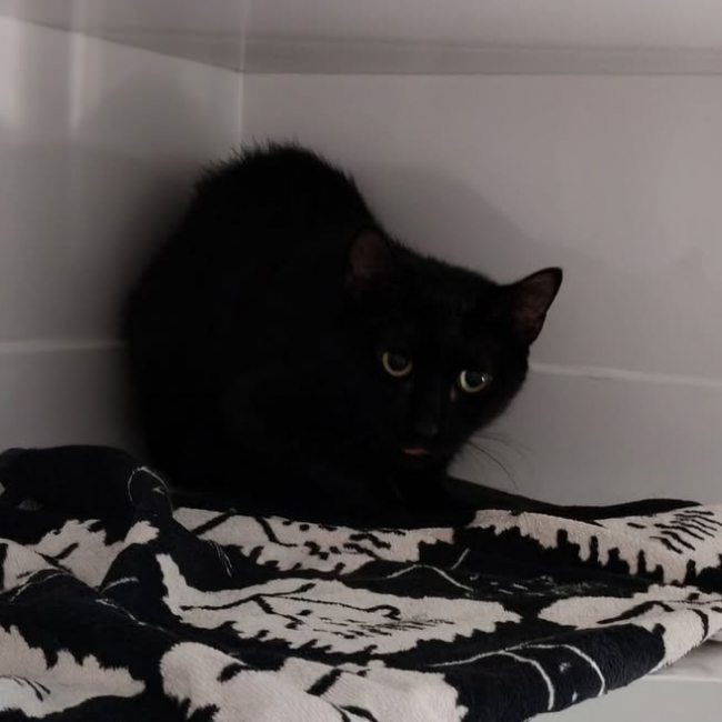 Lor - Chat Européen à adopter