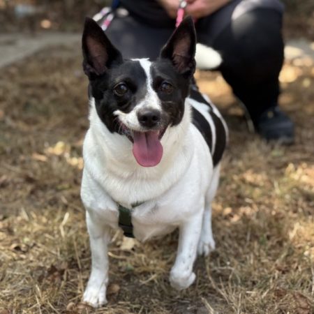 Lucie - Chien à adopter