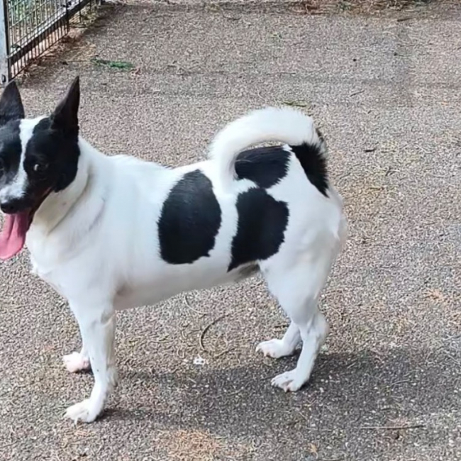 Lucie - Chien à adopter