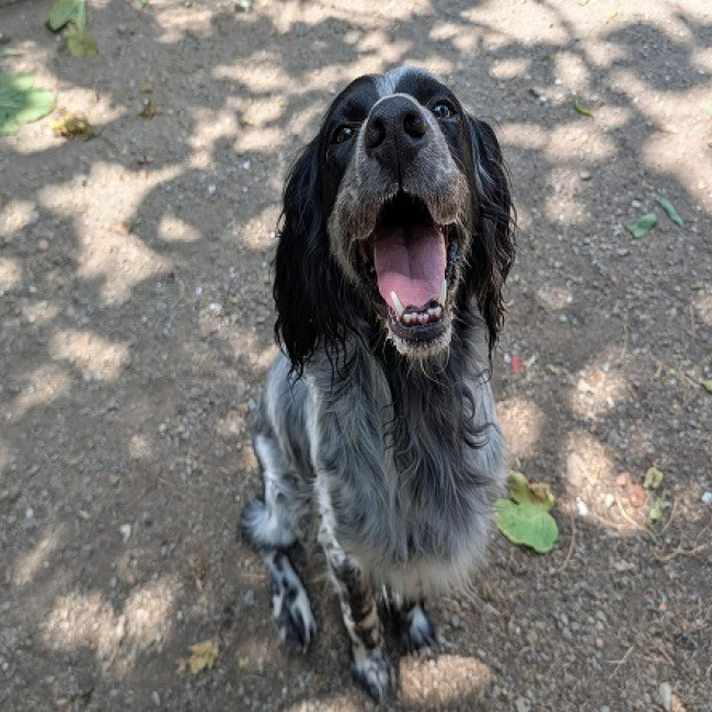 Sirius - Chien Setter Anglais à adopter