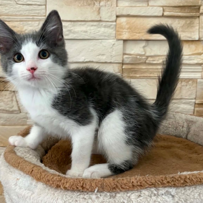 Coeur de belin - Chat Européen à adopter