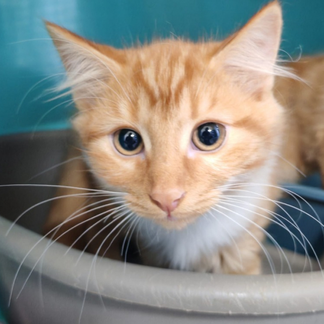 Harper - Chat Européen à adopter