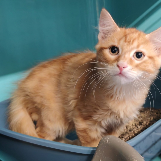 Lopez - Chat Européen à adopter