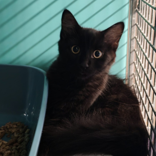 Nyla - Chat Européen à adopter