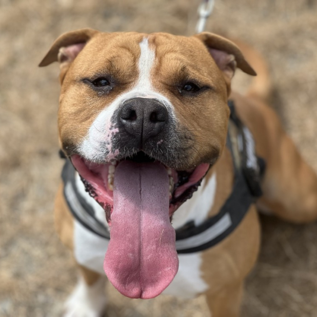 Paco - Chien à adopter