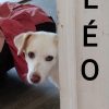 LÉO