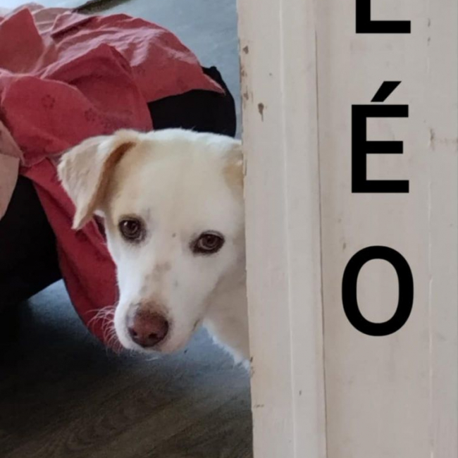 LÉO - Chien à adopter