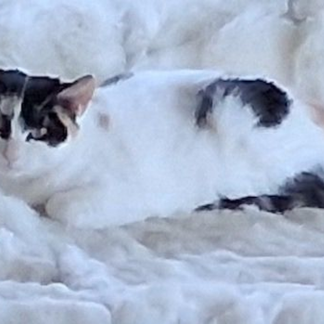 MOKA - Chat à adopter