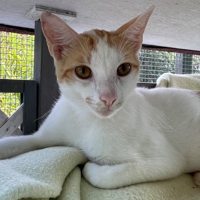 Tango - Chat Européen à adopter