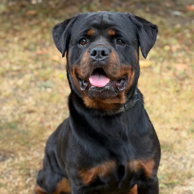 Nikita