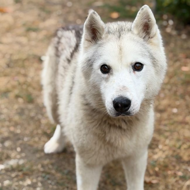 Naika - Chien Husky Sibérien à adopter