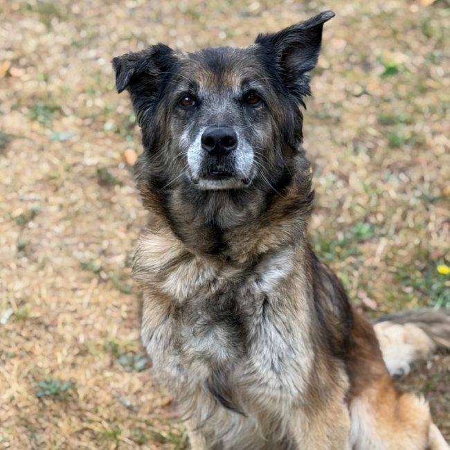 Stella - Chien à adopter