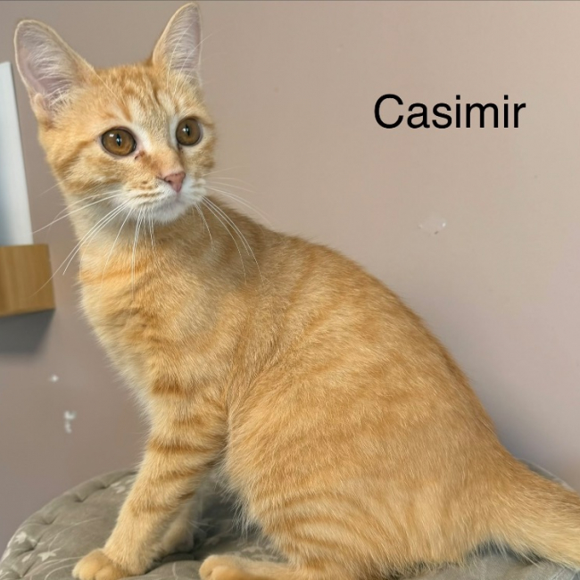 Casimir