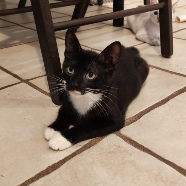 Maya