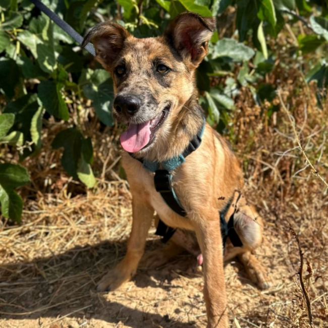 DUKE - Chien à adopter
